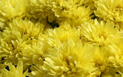 Santa Messa per gli accademici defunti