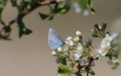 Che cosa minaccia la biodiversità?