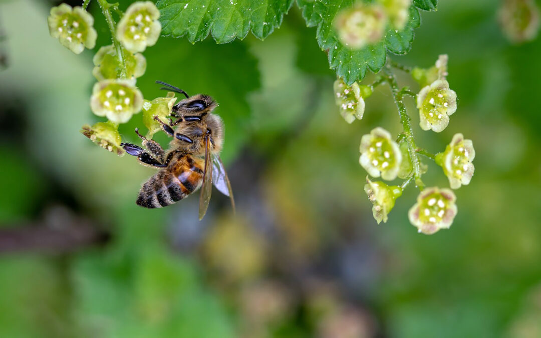 Centro Nazionale per la Biodiversità